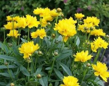 菊花耐干旱吗