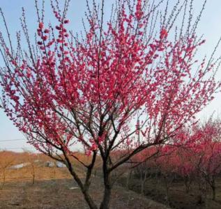 梅花树苗几年开花