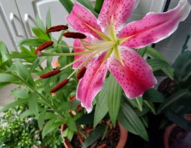 土培百合花谢后怎么养