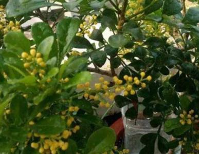 米兰花剪秃了多久发芽