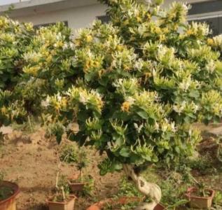 金银花老桩容易养活吗