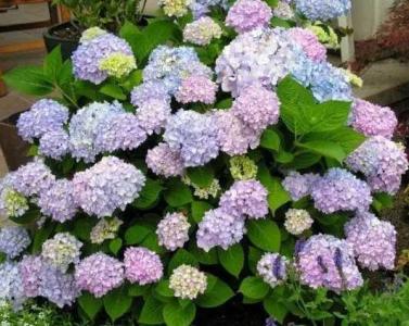 大花绣球3月施什么肥