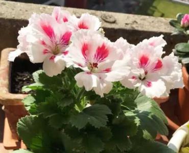 天竺葵花魁开花勤吗