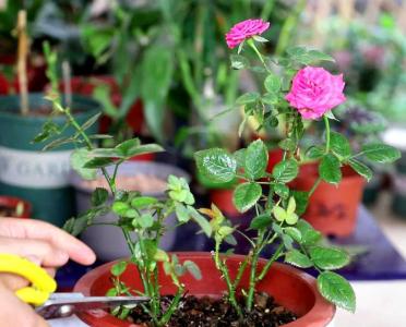 月季有花苞了怎么施肥