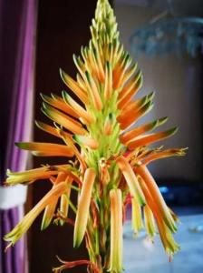 芦荟开花吗?开花象征着什么