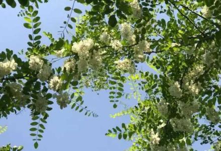 屋后种槐花树可以吗