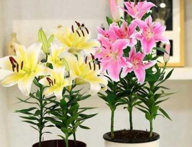 三个百合花种多大的花盆