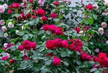 北方地栽月季花冬天怎么过冬