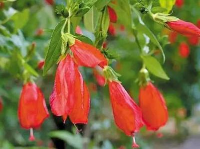 悬铃花如何剪枝