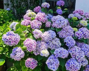 绣球花什么时候种植