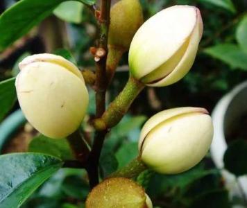 含笑花果实能食用吗