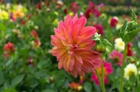 小丽花可以养几年