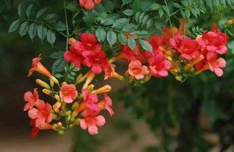 凌霄花移栽时需要全部剪枝吗
