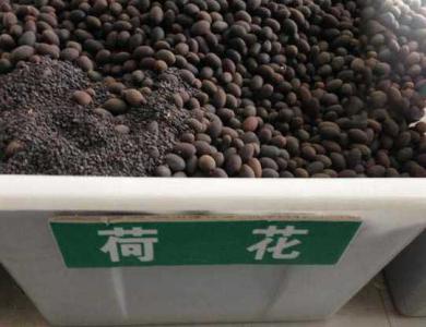 荷花种子价格