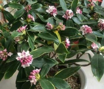 瑞香花苞期如何养护