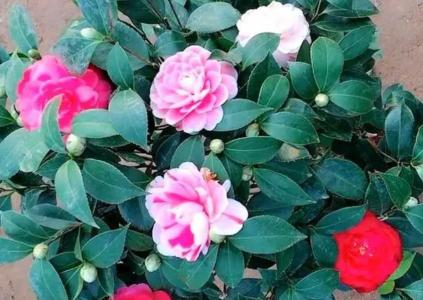 冬季茶花怎么养护