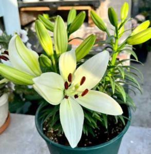 养百合花冬天注意事项