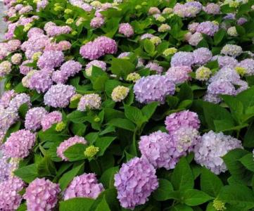 八仙花耐阴吗
