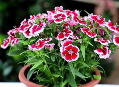 石竹花怎么养