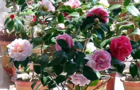 茶花浇水过多会出现什么状况
