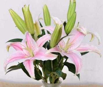 香水百合花怎么养水里