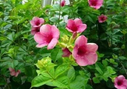 紫蝉花如何过冬