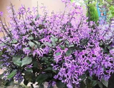 特丽莎薰衣草几月开花