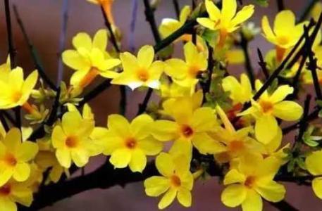 迎春花几月份花芽分化