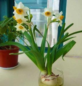 水培水仙花怎么施肥