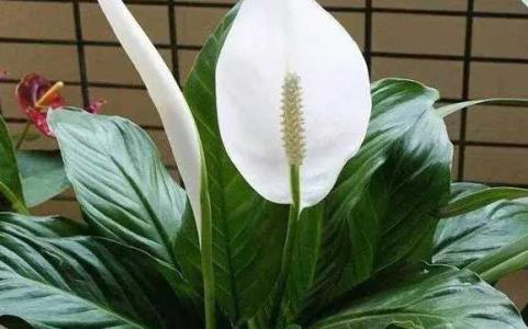 白掌的花语和寓意