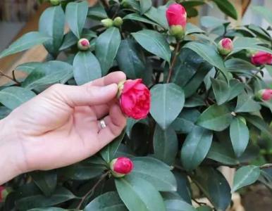 茶花怎样繁殖后代