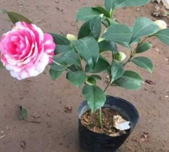 茶花几月份换盆比较好