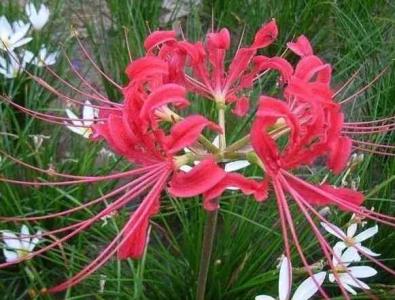 彼岸花可以养在家里吗