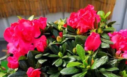 杜鹃开完花以后应该怎么办