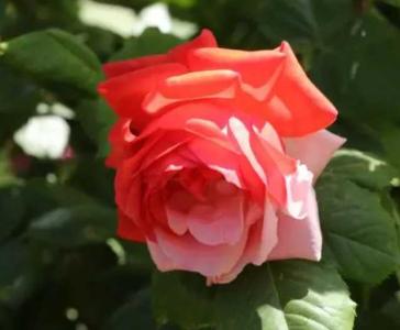 月季花会变色吗