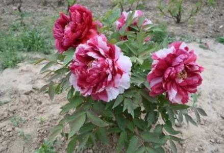 牡丹花何时移栽最好