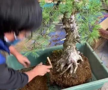 松树换盆多久才能确定活
