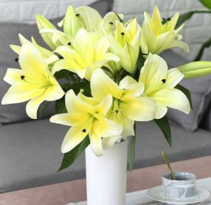 多头百合花语
