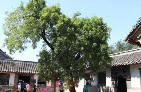 院子里栽槐树风水说法