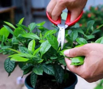 栀子花要剪枝吗