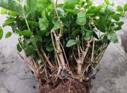 茉莉花怎么换盆换土