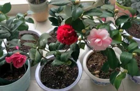 茶花的繁殖方法和时间