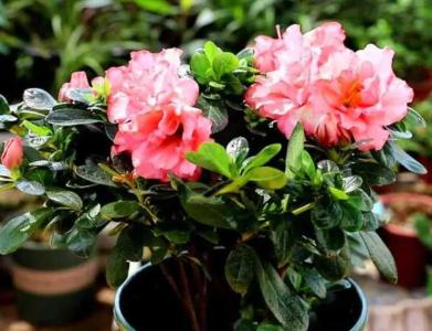 杜鹃花怕水吗