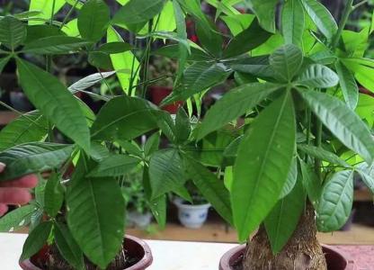 发财树适合室内种植还是室外种植