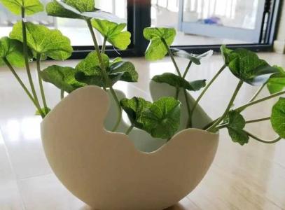 花盆里可以多放碎鸡蛋壳吗