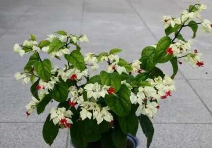 龙吐珠花谢了怎么修剪