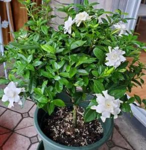 栀子花为什么不能换大盆