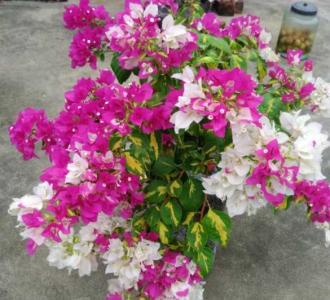 比芭三角梅勤花吗