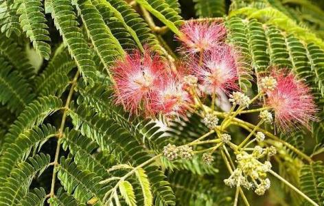 绒花树能栽在家里吗