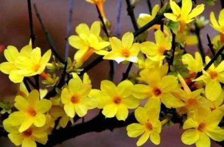 迎春花秋季施什么肥